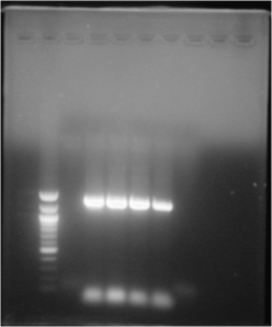 PCR of Target Run 4
