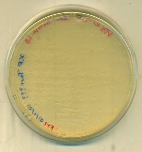 Kan+Sucrose Test Plate